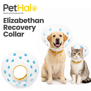 Elizabethan Recovery Collar for Clinics — Dog &amp; Cat E-Collar, 6 Sizes