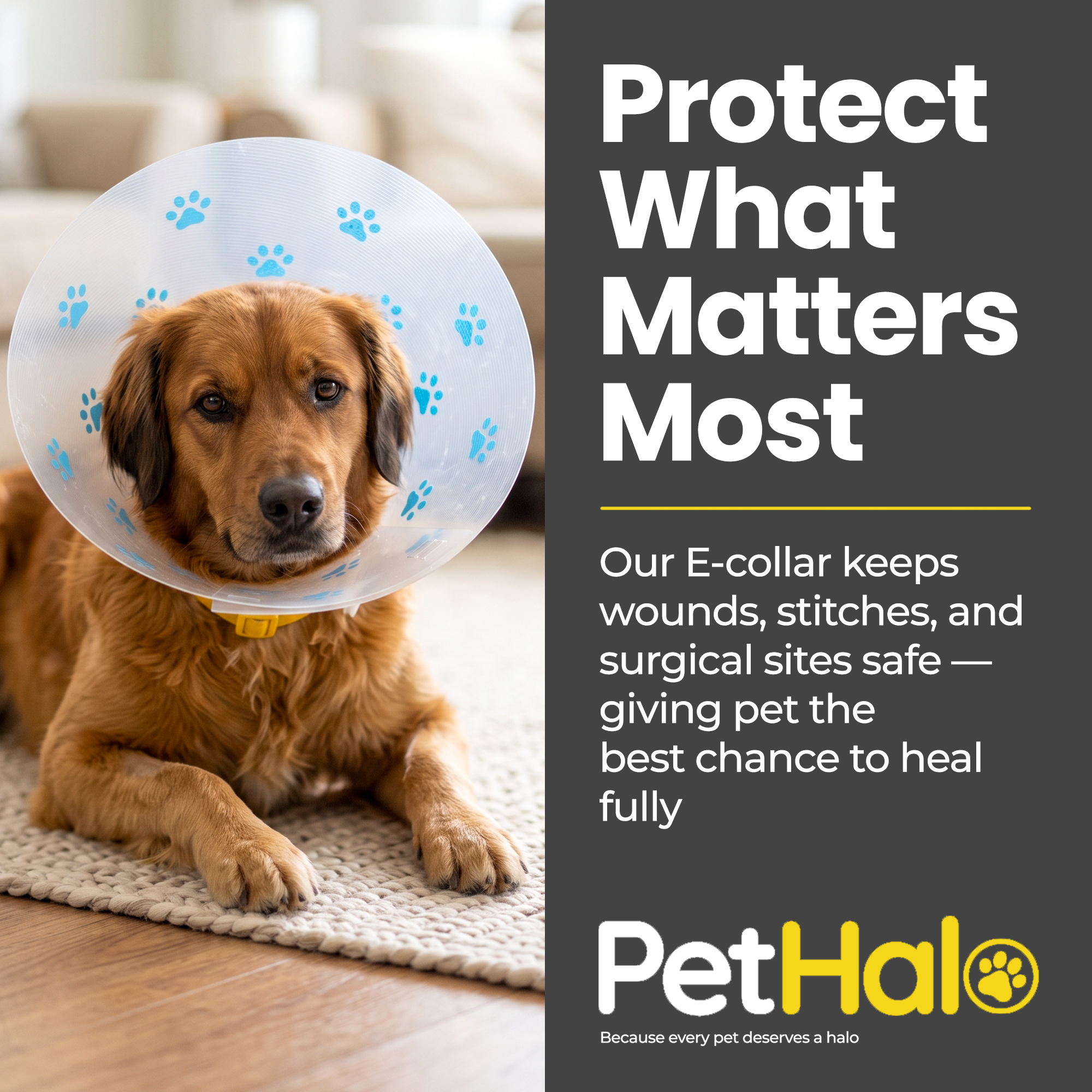 Elizabethan Recovery Collar